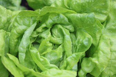 Taze Butterhead Marul