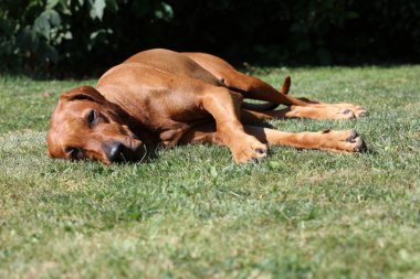 Büyük Rodezya Ridgeback
