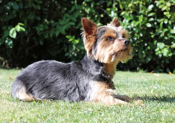 Niedlicher yorkshire terrier — Stockfoto