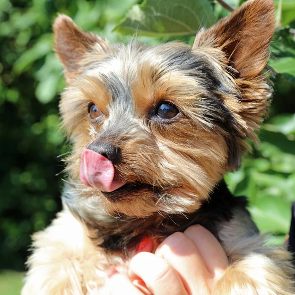 Lindo yorkshire terrier — Foto de Stock