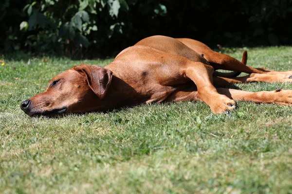 Grande Rhodesian Ridgeback — Foto Stock