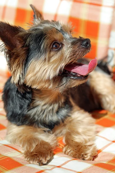 Cute Yorkshire Terrier — Stock Photo, Image