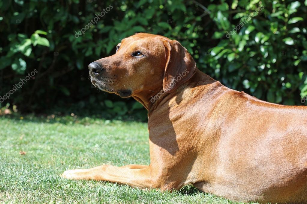 big ridgeback