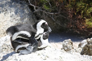 Jackass penguen çiftleşme