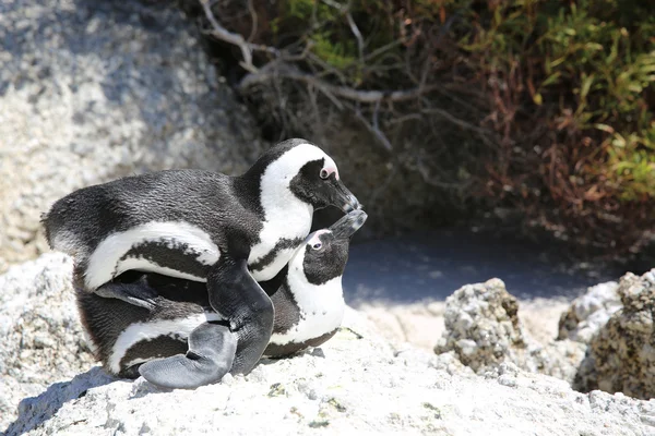 ジャッカス ペンギンの交尾 — ストック写真