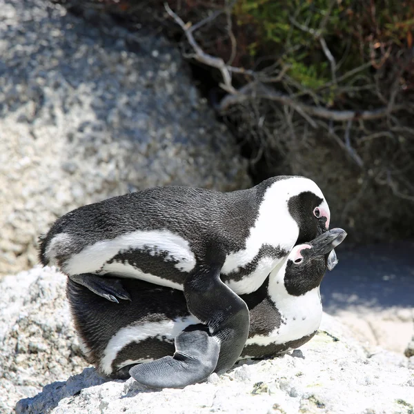 Mating Jackass Penguins — Stock Photo, Image