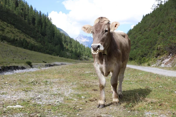 Cattle in Lechtal Valley — Stock Photo, Image
