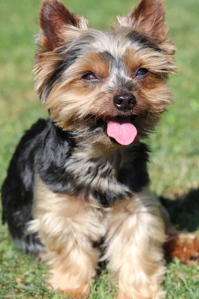 Yorkshire Terrier on the Coach — Stock Photo, Image