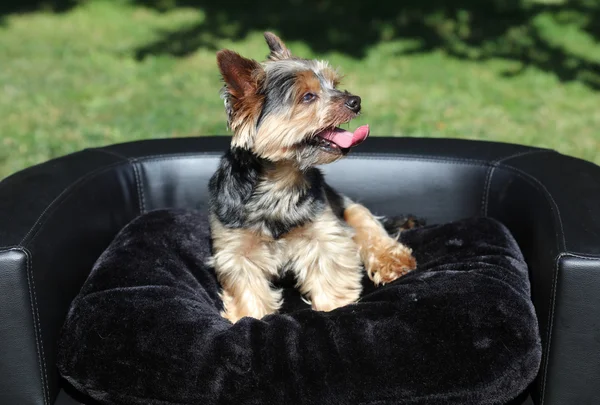 Yorkshire Terrier on the Coach — Stock Photo, Image