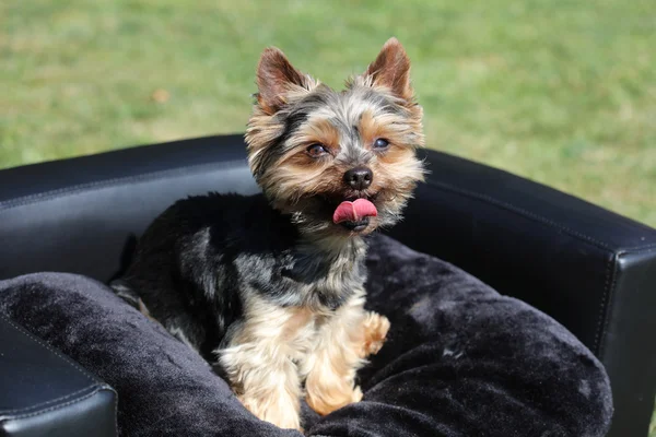 Yorkshire Terrier on the Coach — Stock Photo, Image