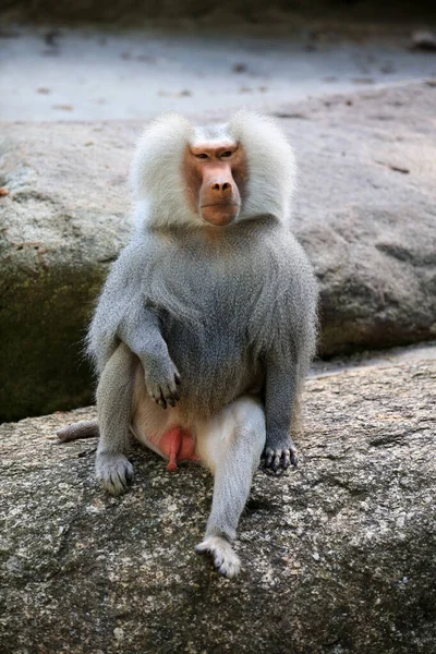 Erkek Hamadryas Baboon Papio Hamadryas — Stok fotoğraf