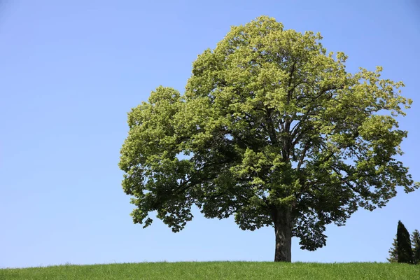 Underbar Enda Träd Ängen Tyskland Stockfoto