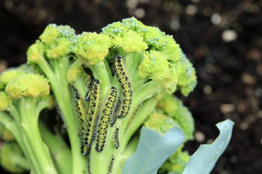 Brokoli bitkisindeki Büyük Beyaz Kelebek Tırtılları (Pieris brassicae)