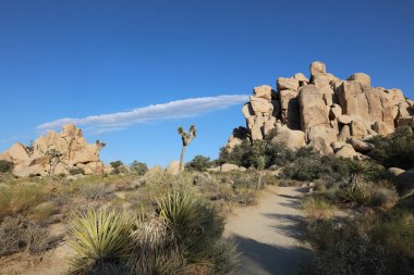 Joshua Tree Ulusal Parkı 'ndaki manzara. Kaliforniya mı? ABD