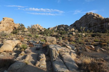 Joshua Tree Ulusal Parkı 'ndaki manzara. Kaliforniya mı? ABD