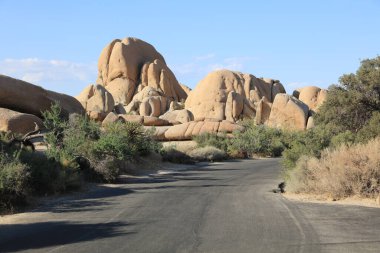 Joshua Tree Ulusal Parkı 'ndaki manzara. Kaliforniya mı? ABD