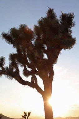 Joshua Tree Ulusal Parkı 'ndaki manzara. Kaliforniya mı? ABD
