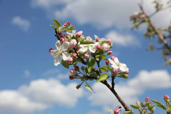 春に白い花の枝 リンゴの木 — ストック写真