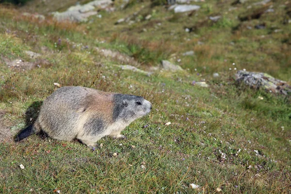 Marmotte Des Alpes Marmota Marmota Dans Les Alpes Suisses Suisse — Photo