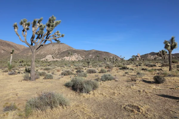 Rock Formation Bij Hidden Valley Trail Joshua Tree National Park — Stockfoto