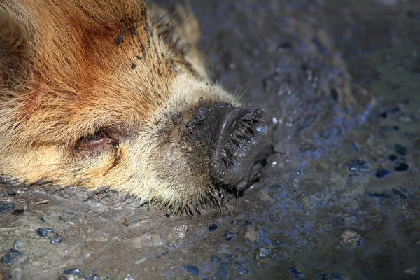 Kunekune Pig Sus Scrofa Domticus Mud — 스톡 사진