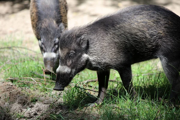 ヴィサヤン ワティ ピッグ 英語版 Sus Cebifons Negrinus — ストック写真