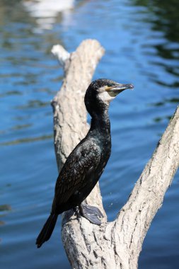 Büyük Karabatak (Phalacrocorax carbo) ayrıca Çift Tepeli Karabatak Yakın Çekimi olarak da bilinir.