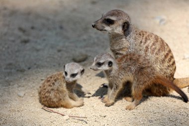 Meerkat veya Suricate (Suricata suricatta) Ailesi