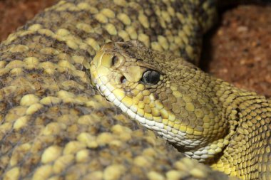 Meksika Batı Yakası Çıngıraklı Yılan (Crotalus baziliscus)
