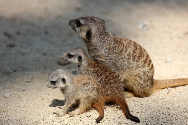 Rodzina Surykatów Lub Surykatów Suricata Suricatta — Zdjęcie stockowe