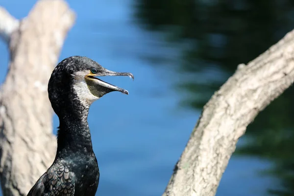 Grande Cormorão Phalacrocorax Carbo Também Chamado Double Crested Cormorant Closeup — Fotografia de Stock