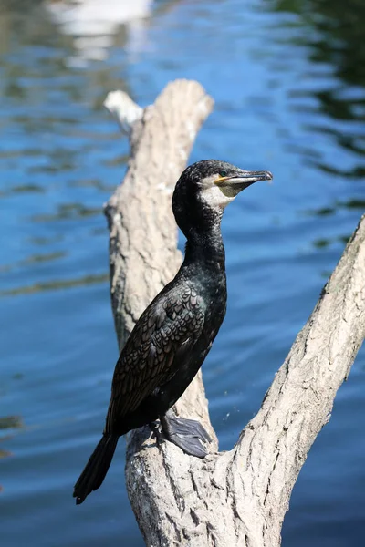 Gran Cormorán Phalacrocorax Carbo También Llamado Cormorán Doble Cresta — Foto de Stock