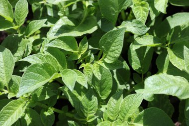 Almanya 'da taze organik patates fabrikaları