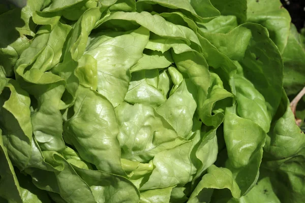 Fresh Organic Butterhead Lettuce Field Germany — Stock Photo, Image