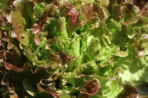 Green Oak Leaf Lettuce Field Germany — Stock Photo, Image