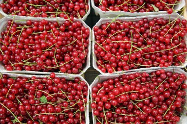 Kırmızı kuş üzümü