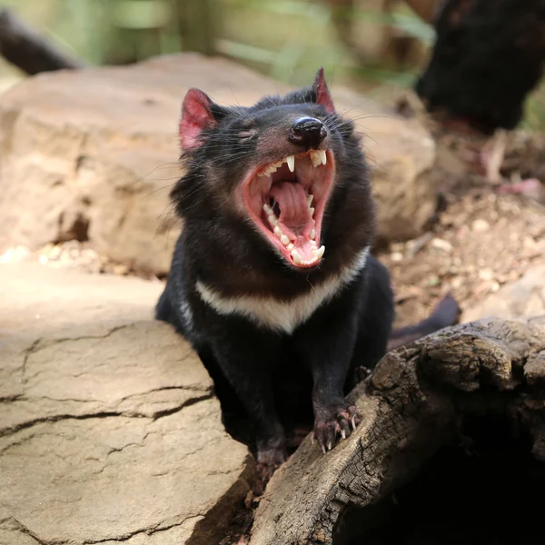 Diablo de Tasmania — Foto de Stock