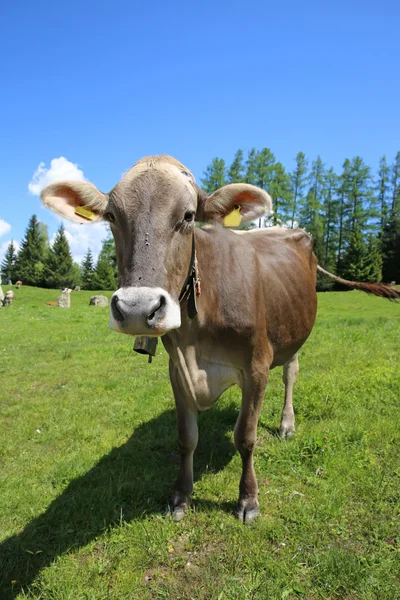 Livestock — Stock Photo, Image