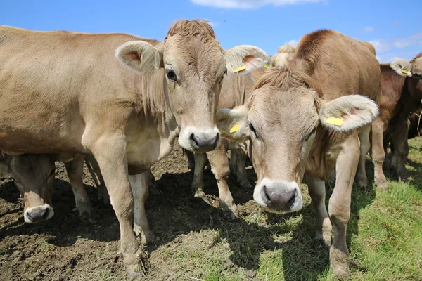 Cattle — Stock Photo, Image