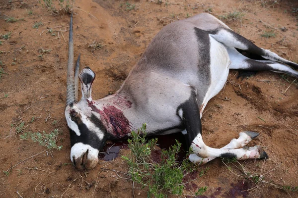 Oryx asesinado — Foto de Stock