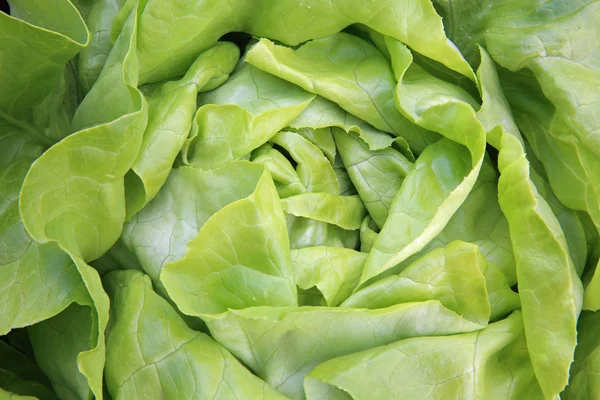 Butterhead Lettuce — Stock Photo, Image