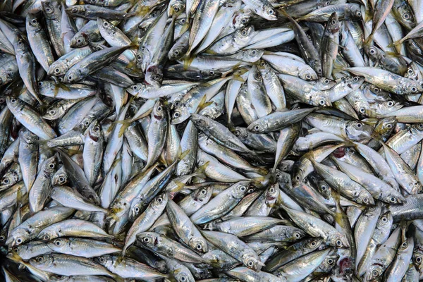 Sardinas —  Fotos de Stock