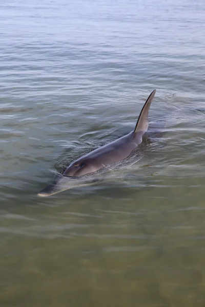 Dauphin au nez de bouteille — Photo