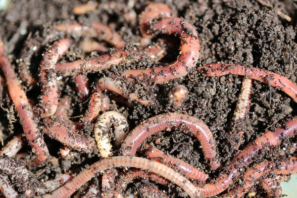 Earthworms — Stock fotografie