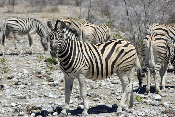 Zebra. — Fotografia de Stock