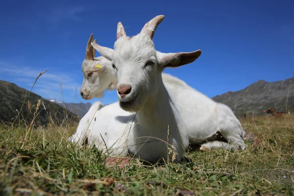 Детские козы — стоковое фото
