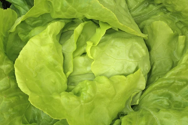 Butterhead Lettuce — Stock Photo, Image