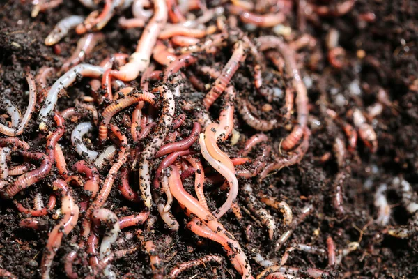 Earthworms — Stock fotografie