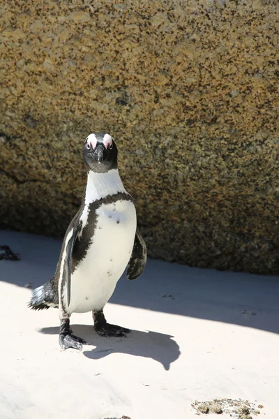 Afrikanska penguin — Stockfoto