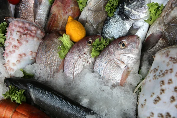 Frischer Fisch — Stockfoto